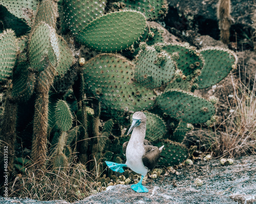 Blue footed booby doing mating dance in Isabela island, Galapagos