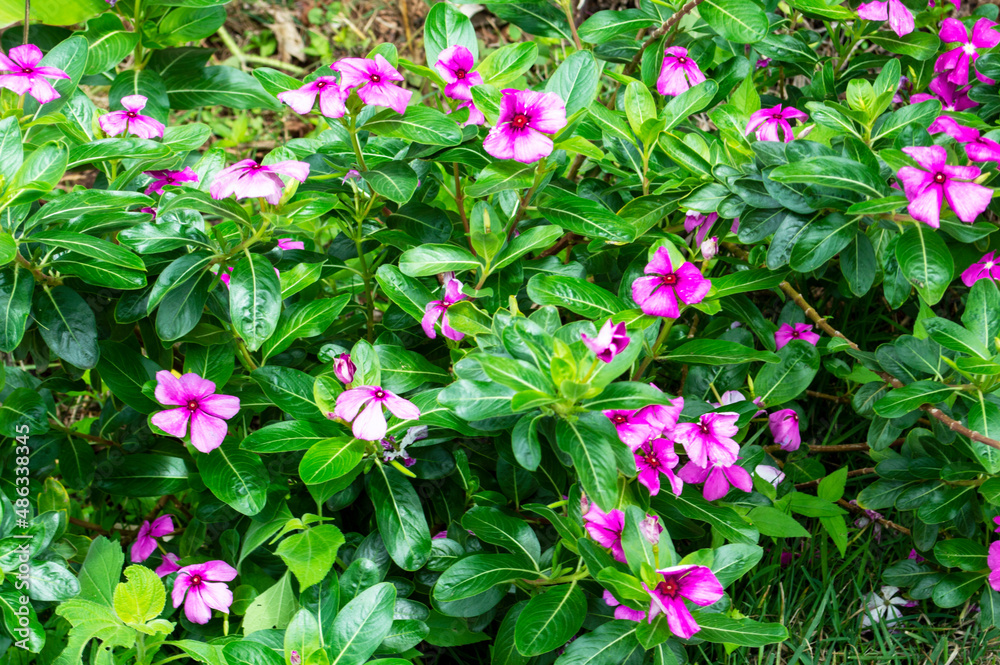 Pink catharanthus flowers in garden
