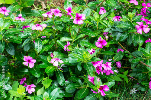 Pink catharanthus flowers in garden 