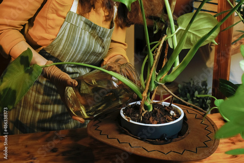 Unrecognizable young woman watering and fertilizing monstera houseplant. Houseplants care concept. 