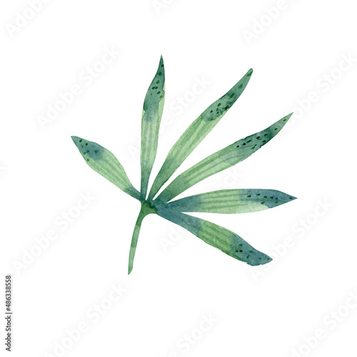 Watercolor green palm leaf. Tropical foliage