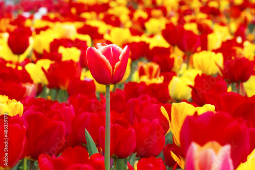Spring flowers tulips bloom in the park. Red and yellow tulips on a blurred background. Beautiful postcard  banner.