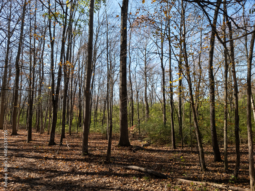 Obraz premium Forest Respite