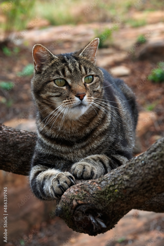 A domestic tabby cat lying on a branch in a private garden, Fochville.