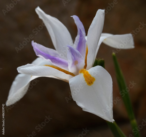 A close up of a large white forest iris (Dietes grandliflora), private garden, Fochville. photo