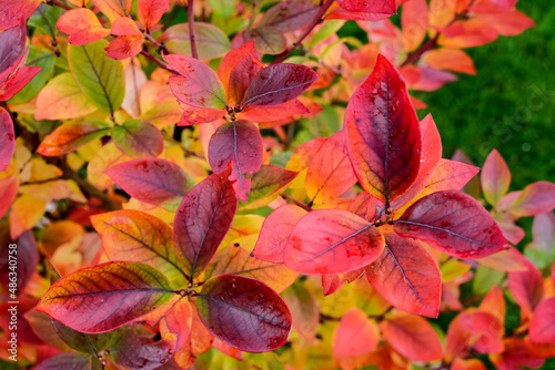 Red autumn leaves on berry bush