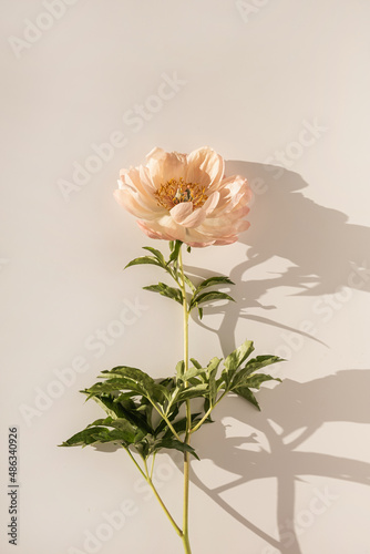 Peachy peony flower on white background. Minimal stylish still life floral composition © Floral Deco