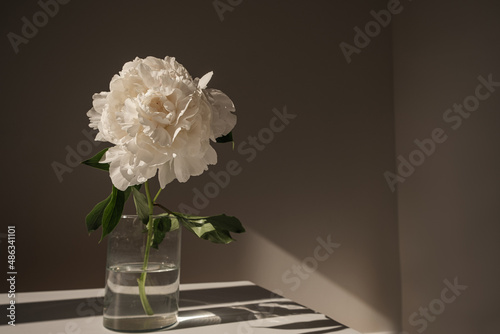 Fototapeta Naklejka Na Ścianę i Meble -  Aesthetic luxury flowers composition. Elegant delicate white peony flower in glass vase casting sunlight shadow on white table