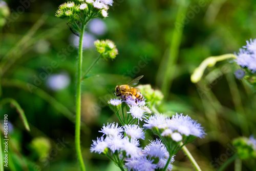 Abaja mielera, polinizando flor silvestre