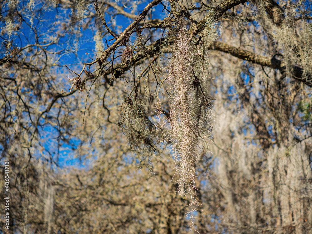Close up shot of many Usnea Tincture hanging on the Oak Tree Close up shot of many Usnea Tincture hanging on the Oak Tree