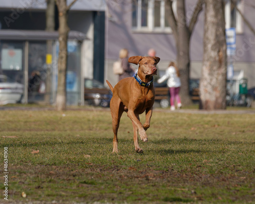 Hungarian Vizsla dog running outside in the park