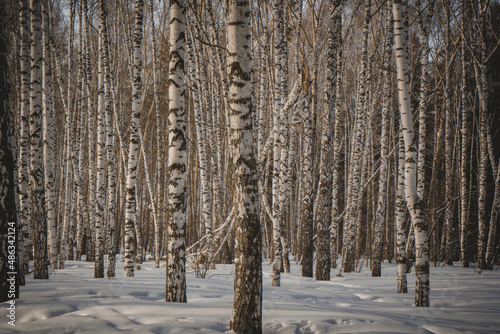 white birches siberia winter trees nature forest nature peace tranquility