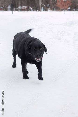 Fototapeta Naklejka Na Ścianę i Meble -  A black dog is moving towards the camera. Snowy winter