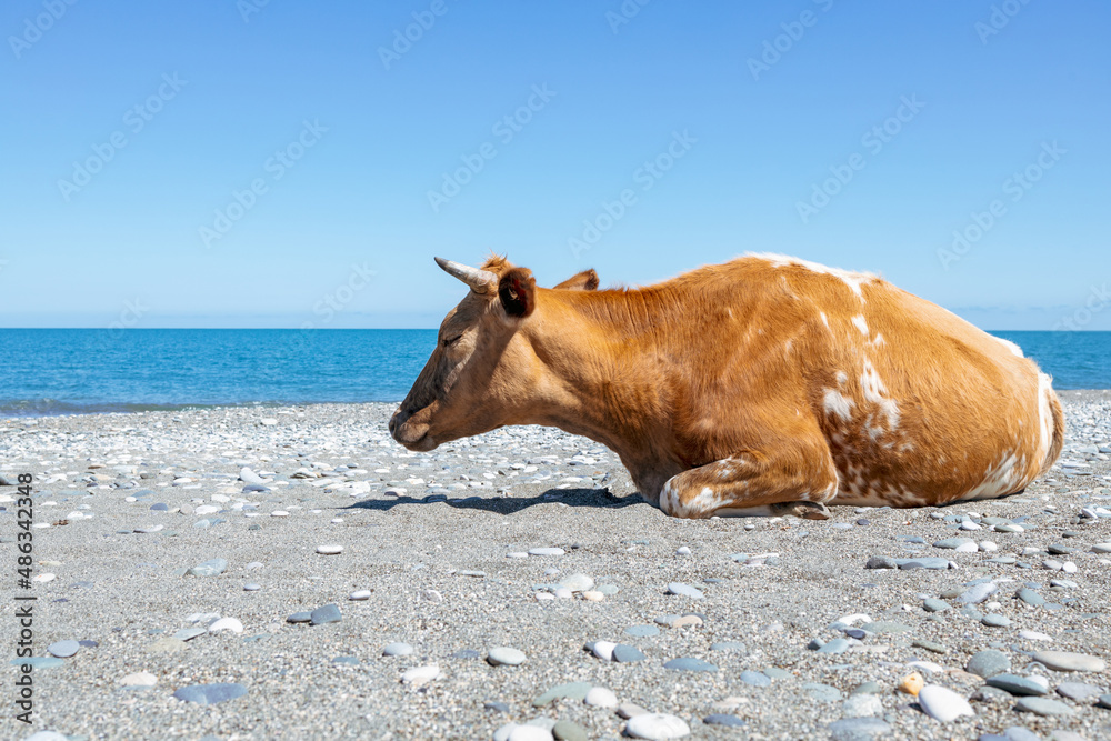 resting on the sea beach red cow