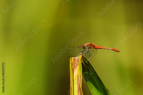 ruddy darter (Sympetrum sanguineum) waiting for the prey to fly by