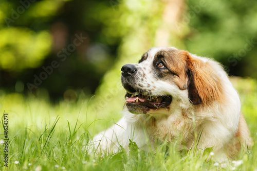 Photography moscow watchdog posing beautifully in the park on the grass