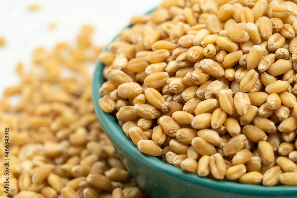 Wheat seeds on a monochrome background Wheat seeds on a monochrome background