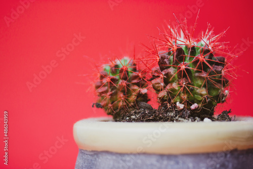 Green cacti with red sharp prickles in pot on red background with space for text. Unusual potted plant at home garden. Summer trendy tropical desert plant. Cactus design. Macro photo. Space for text.