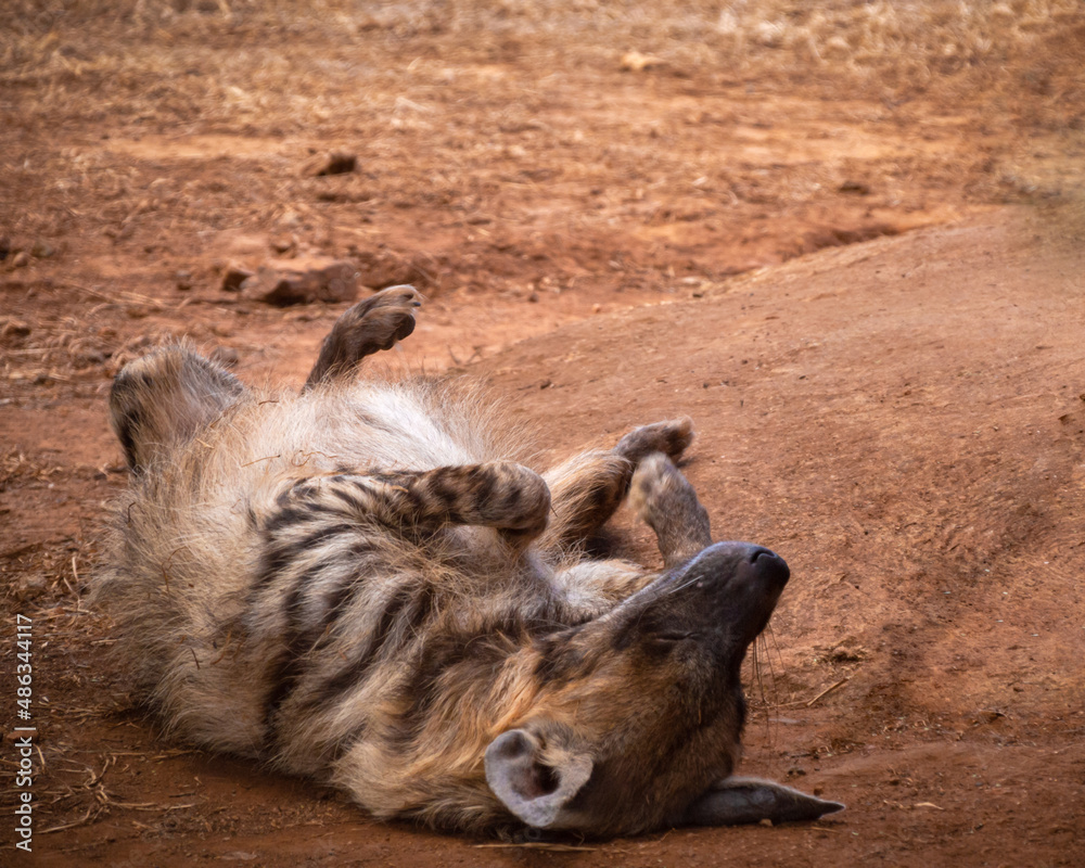 Fototapeta premium Striped hyena relaxing in the sun