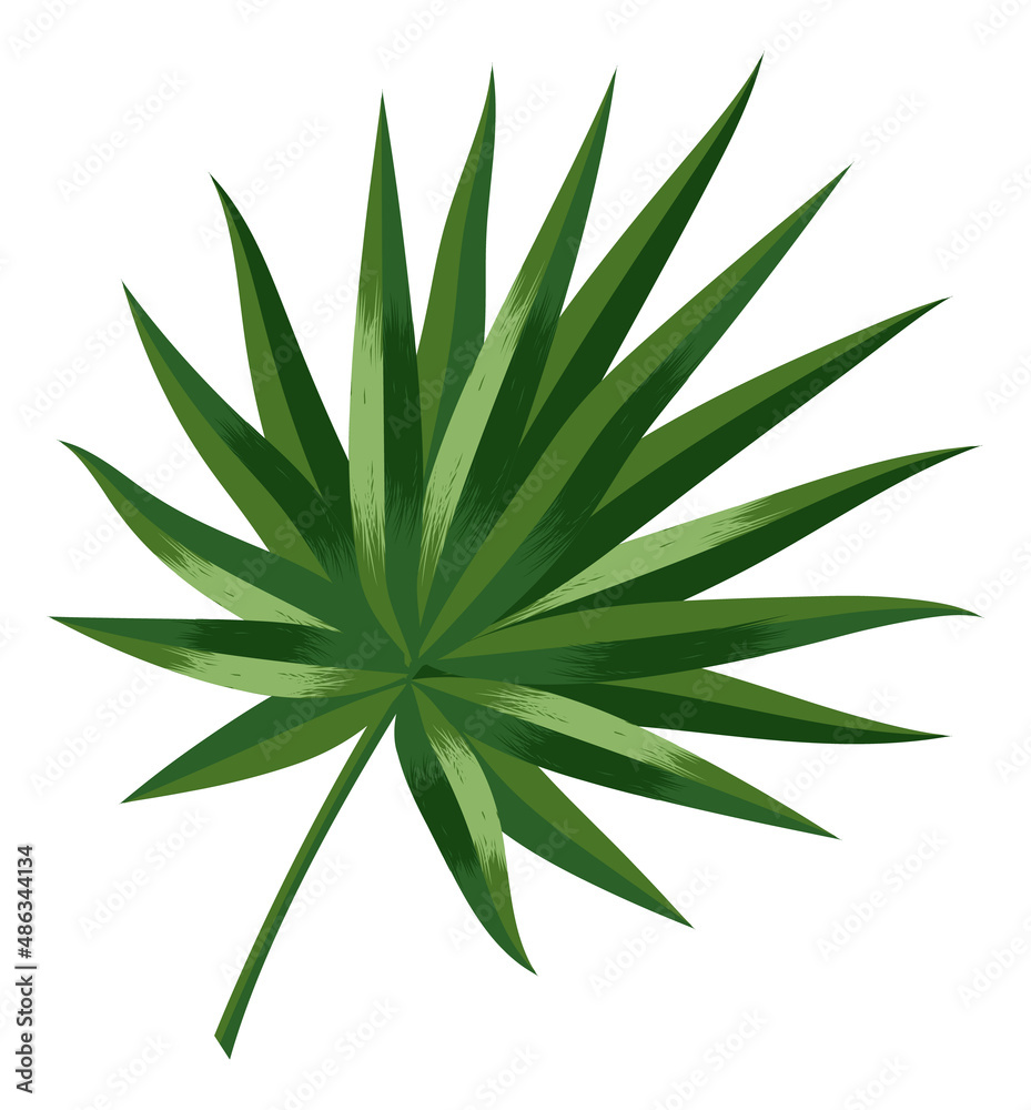 Fototapeta premium Fan palm leaf. Summer beach tree foliage