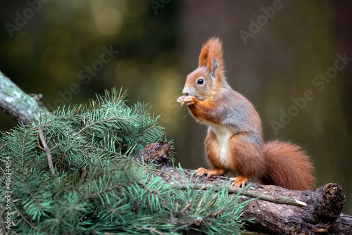 Squirrel sitting in the park on a branch and looking for food. © Martin