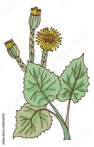 Coltsfoot plant with yellow flowers. Natural green tussilago