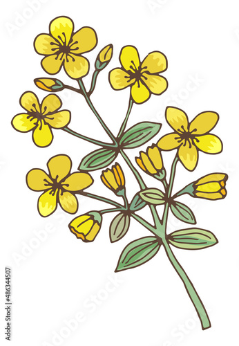 Yellow flowers on green plant. St. John wort medical herb