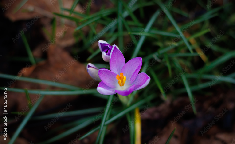 Crocus starting to bloom at the end of winter on a meadow Crocus starting to bloom at the end of winter on a meadow