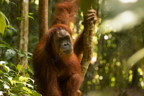 Wild female Sumatran Orangutan, clinging to a branch, and living in the rainforest of North Sumatra, Indonesia, Southeast Asia