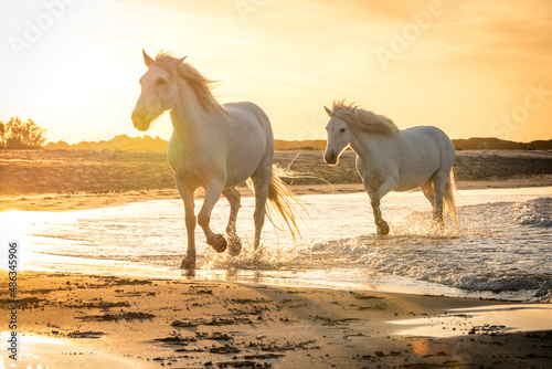 White horses in Camargue  France.
