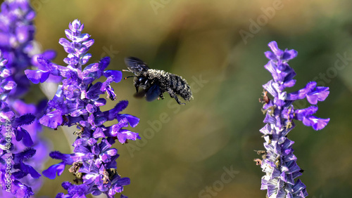 ape legnaiuola adora i fiori della salvia
