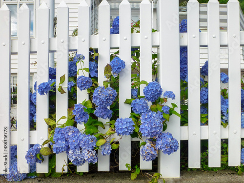 Valokuva blue hydrangea behind a white fence