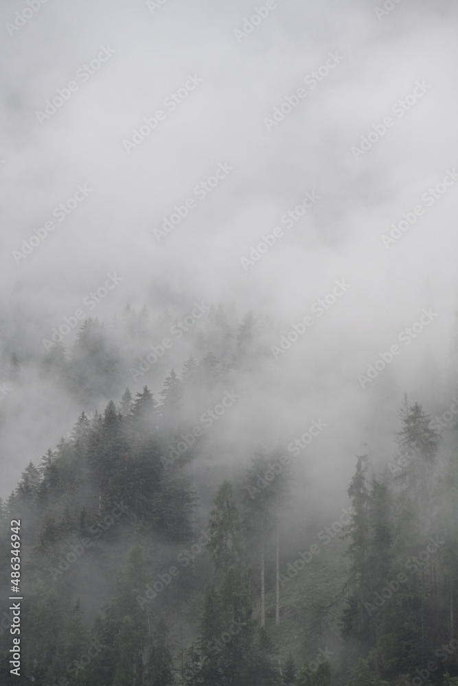 bosco pioggia maltempo nuvole bosco pioggia maltempo nuvole