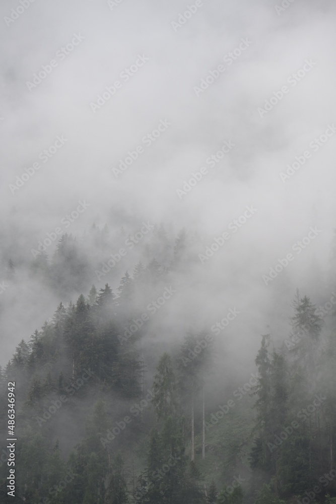 bosco pioggia maltempo nuvole 