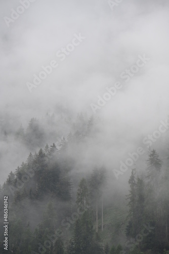 bosco pioggia maltempo nuvole  © franzdell