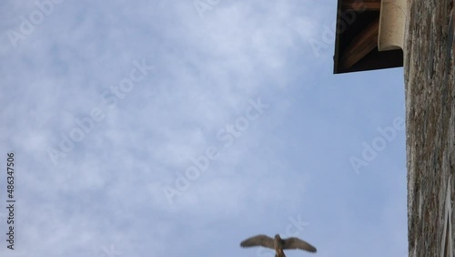 A bird passing by in the middle of the framewith wide spread wings in slow motion photo