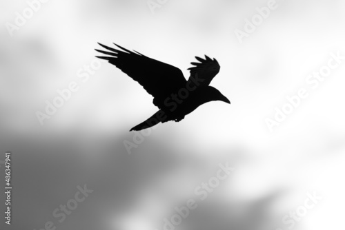Raven Silhouette Against Bright Cloudy Sky 