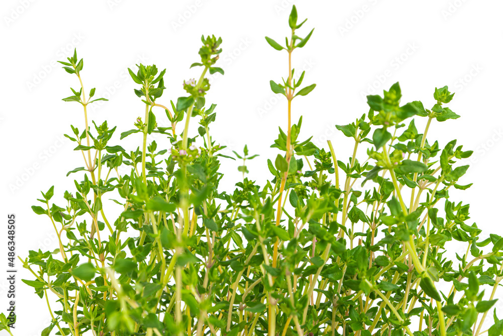 Fresh thyme herb on white background. Bouquet of thyme isolated. Fresh thyme herb on white background. Bouquet of thyme isolated.