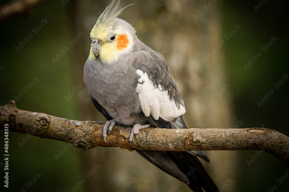 Yellow-gray parrot cockatiel sits on a tree branch. Beautiful colors. Yellow-gray parrot cockatiel sits on a tree branch. Beautiful colors.