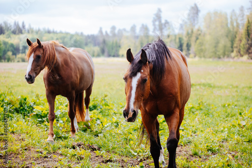 Two horses in a green meadow © Andris
