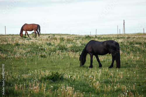 Two horses in the field