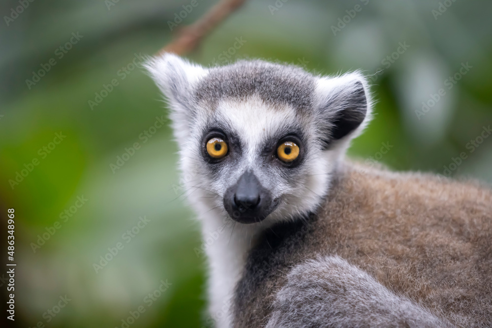 Fototapeta premium Ring-tailed monkey, lemur catta
