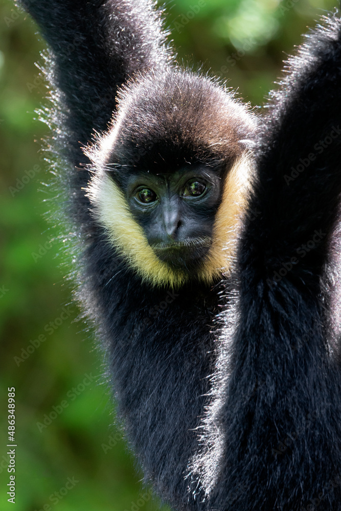 Northern white-cheeked gibbon, baby monkey Northern white-cheeked gibbon, baby monkey