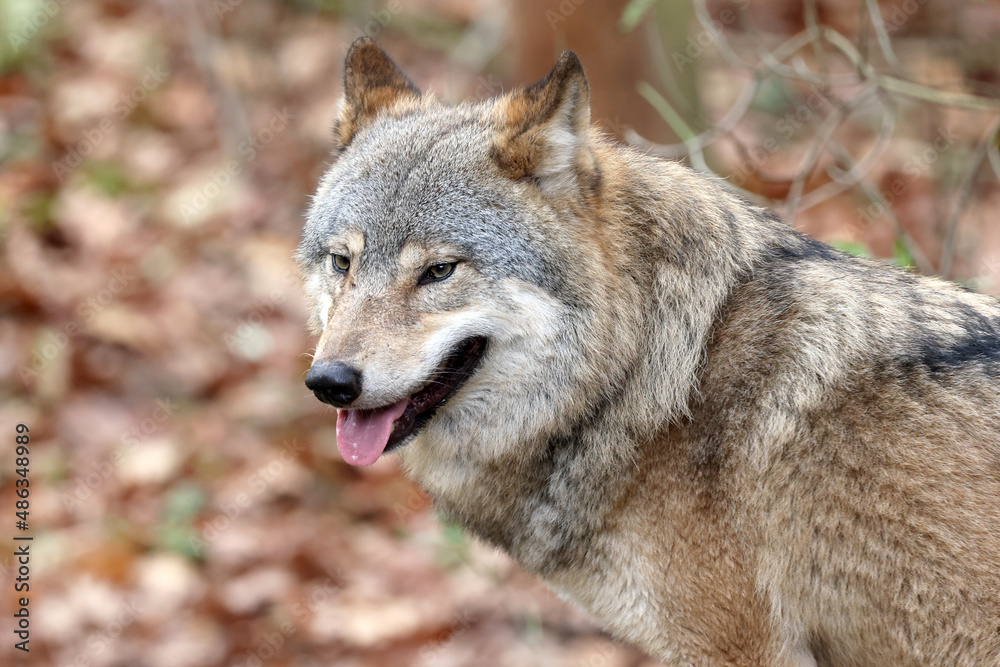 Eurasian wolf, Canis lupus lupus outdoors