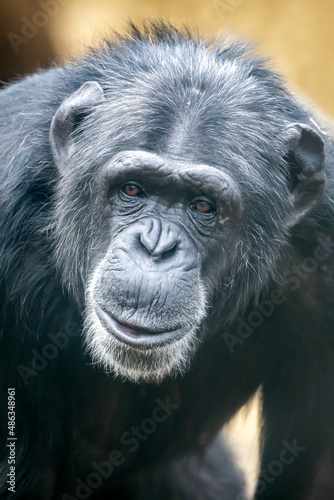 close up, chimpanzee primate, Pan troglodytes