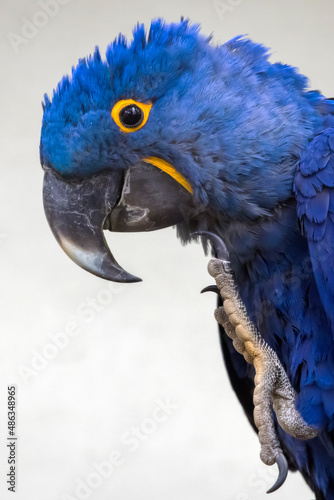 hyacinth macaw bird, Anodorhynchus hyacinthinus