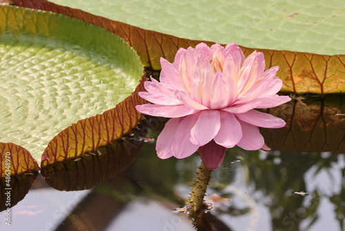 Victoria amazonica, lotus flower in water