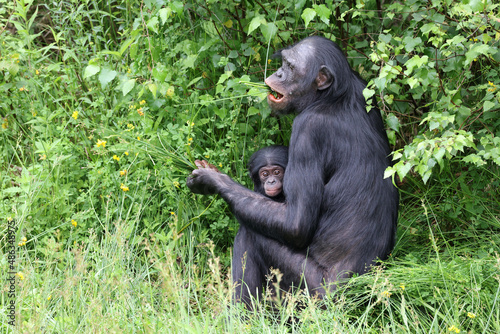 bonobo monkeys in nature, Pan paniscus mother with baby