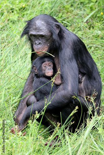 bonobo monkeys in nature, Pan paniscus mother with baby photo
