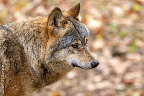 Eurasian wolf  Canis lupus lupus outdoors